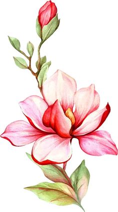 a watercolor painting of a pink flower with green leaves and buds on a white background