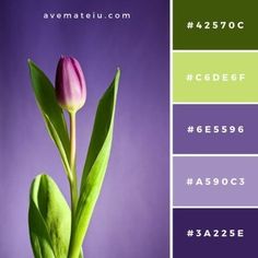 a purple tulip with green leaves in front of a purple background