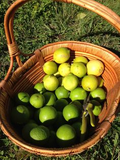 a wicker basket filled with green lemons and limes on the ground in grass