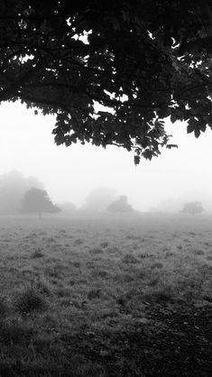 black and white photo of trees in foggy field with sheep grazing on grass below