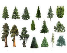 various types of trees on a white background