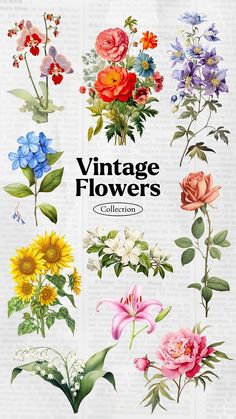 the vintage flowers collection is displayed on an old book page, with colorful flowers in different colors