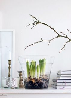 a bunch of green plants sitting on top of a white table next to some books