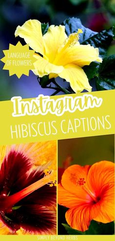 an image of flowers with the words instagramn hibiscus captions