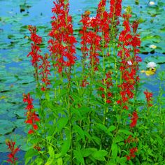 red flowers are growing in the water near lily pads