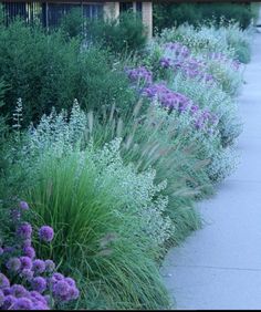 purple and white flowers line the side of a sidewalk