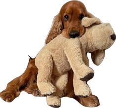 a brown dog holding a stuffed animal in it's mouth