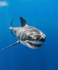 a great white shark swims in the blue water with it's mouth open