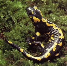 a purple and orange frog sitting on the ground