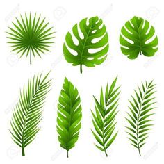 green tropical leaves set on white background stock photo, images and royalty photos for your design