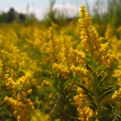 A field of Goldenrod in the summer Goldenrod Aesthetic, State Flowers, Yellow Photography, Wildflowers Photography, Paint Inspo, Yellow Wildflowers, Backyard Flowers, Favorite Flower