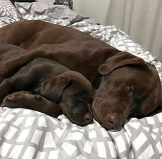 a large brown dog laying on top of a bed