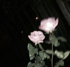 two pink roses are blooming in the dark