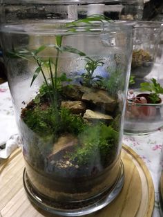 a glass jar filled with plants and rocks