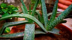 a close up of a plant with green leaves in a clay pot on the ground