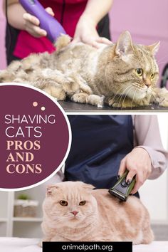 a cat is being groomed by a person with a hair dryer and comb