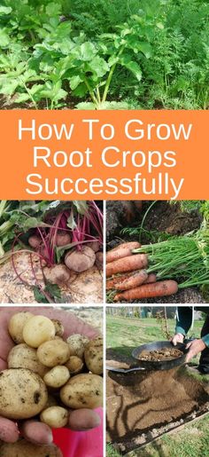 how to grow root crops successfully with pictures of the roots and vegetables in it, including carrots, potatoes, beets, spinach