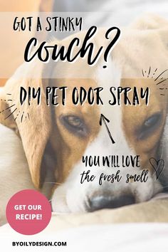 Remove Pet Odor From Couch, Pet Urine Smell Out Of Couch, Best Pet Urine Remover Odor Eliminator, Dog Pee On Couch, How To Get Pet Smell Out Of Couch, Couch Smells Like Dog, Pet Odor Out Of Couch, Remove Dog Smell From Couch, Get Dog Smell Out Of Couch