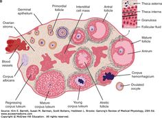 the structure of an animal cell