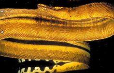 a yellow snake with its mouth open and it's tongue curled up to the side