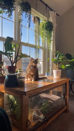 a cat sitting on top of a wooden table next to potted plants in front of a window