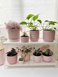 a shelf filled with potted plants on top of each other