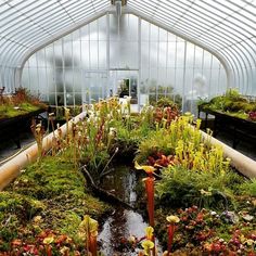 the inside of a greenhouse with lots of plants and flowers growing on it's sides