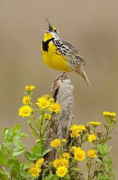 a bird sitting on top of a tree stump with the words good morning written below it