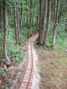 a train track in the middle of a forest with trees on both sides and one side