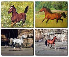 four pictures of horses running and walking in the grass with rocks behind them, along with green trees