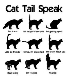 the cat tail speak poster is shown in black and white, with different types of cats