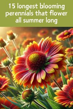 flowers with the title 15 longest blooming perennials that flower all summer long