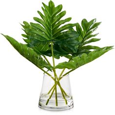 a plant in a glass vase filled with water