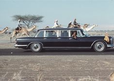 a group of people riding on the back of a car in front of camels