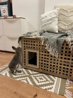 a rabbit sitting on top of a rug next to a dog house