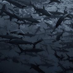 a large group of sharks swimming in the ocean