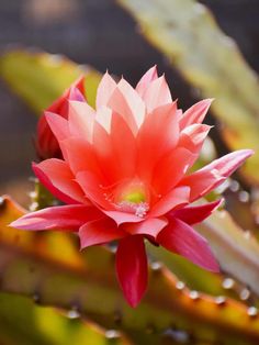 Succulent Facts: Epiphyllum (Orchid cacti) Orchid Cactus, Root Structure, Surface Water, Natural Sunscreen, Saguaro Cactus, Photosynthesis, Water Conservation, Orchids