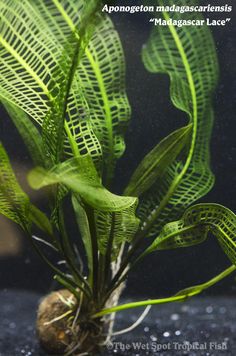 a close up of a plant in a tank with water on the bottom and words above it