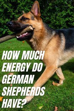 Are German Shepherds high-energy dog breed? GSD Colony Dog Personality, High Energy, The Energy, German Shepherd, Blog Post, Energy