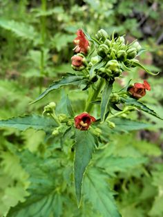 a plant with red flowers and green leaves