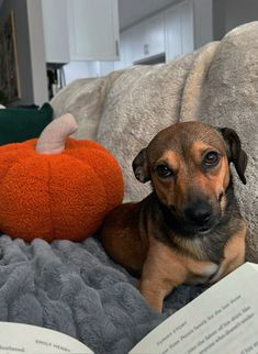 a dog laying on a couch next to an open book and a stuffed animal pumpkin