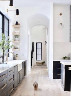 a dog is running through the kitchen in front of the sink