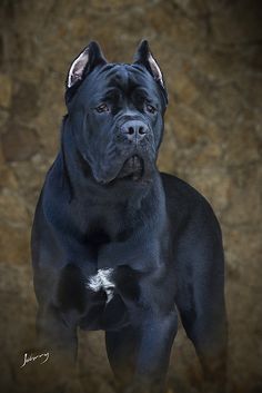 a black dog is standing in front of a stone wall and looking at the camera