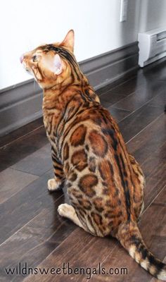 a cat sitting on the floor looking up at something in the air with its mouth open