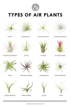 air plants that are different types and sizes