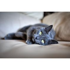 a gray cat laying on top of a couch