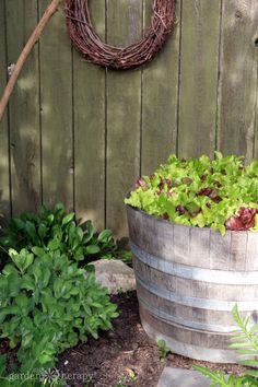 a wooden barrel filled with lettuce next to a bush and a wreath on the fence