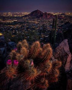 a cactus and some rocks in the middle of a desert at night with lights on