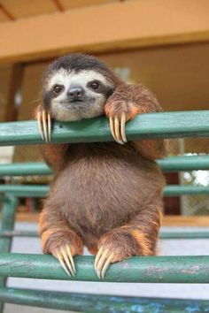 a baby sloth hanging on the side of a green metal rail with its paws over it's head