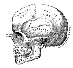 a black and white drawing of a human skull with bones labeled in the lower half